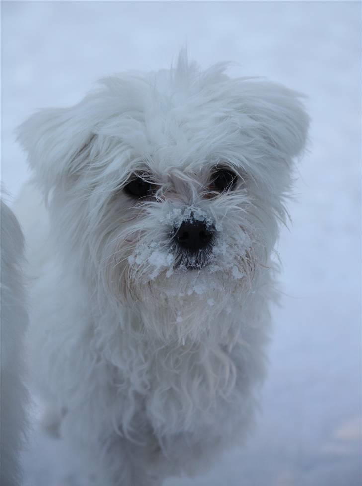 Malteser Carla billede 14