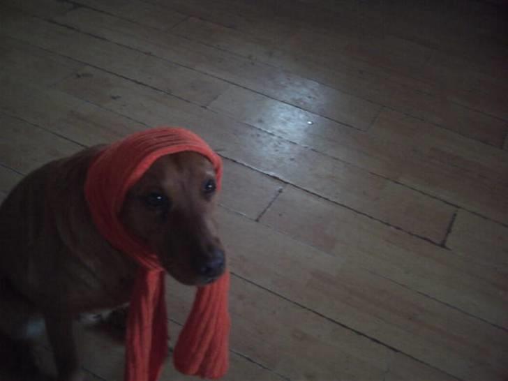 Labrador retriever amber - øredråber fy for den da billede 6