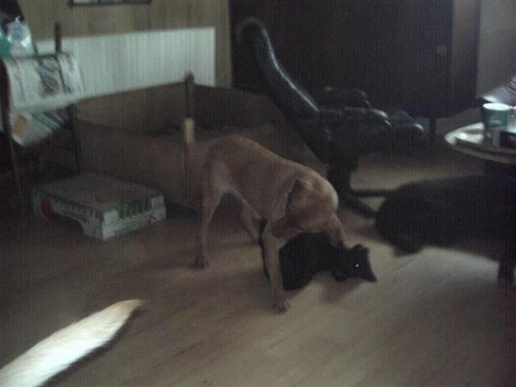 Labrador retriever amber - Pause jeg skal lige noget. billede 7