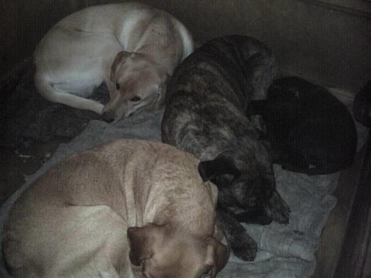 Labrador retriever amber - kan jeg ik få ro til at sove billede 8