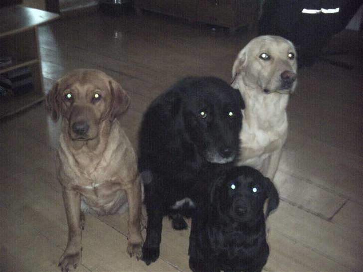 Labrador retriever amber - nogle lege venner billede 9