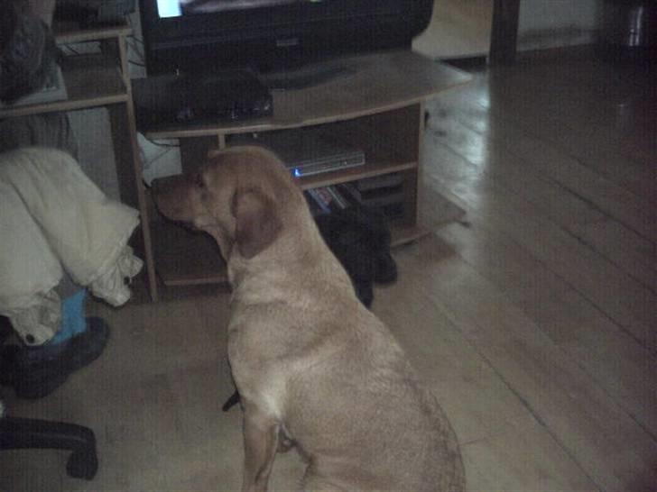 Labrador retriever amber - Jeg skal altså ud. billede 10