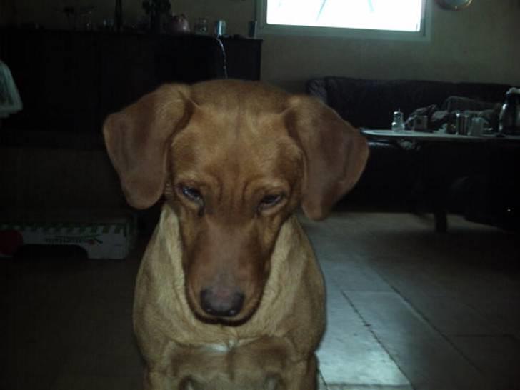 Labrador retriever amber - hvad sker der  billede 11