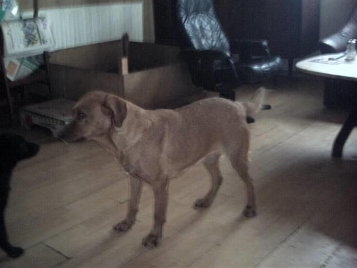 Labrador retriever amber - vil du lege du billede 12