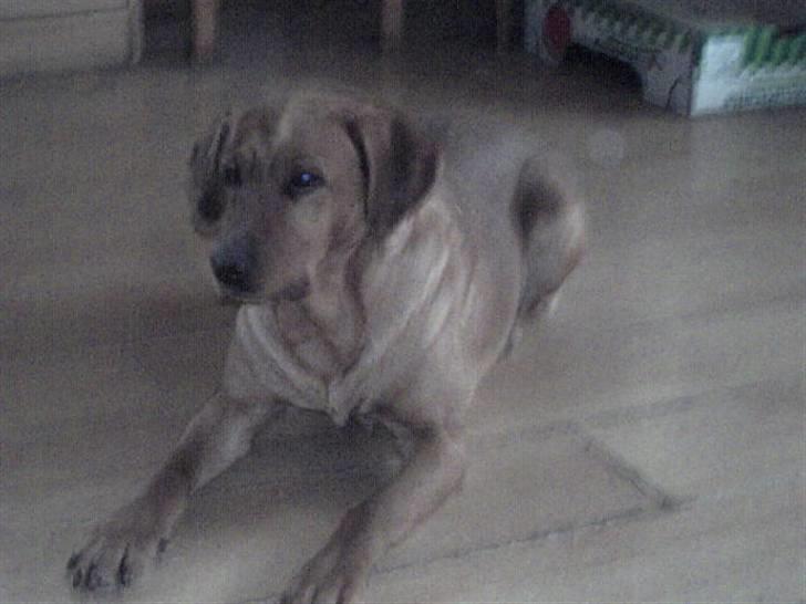 Labrador retriever amber - ti stille jeg ser lige mit pogram du billede 13