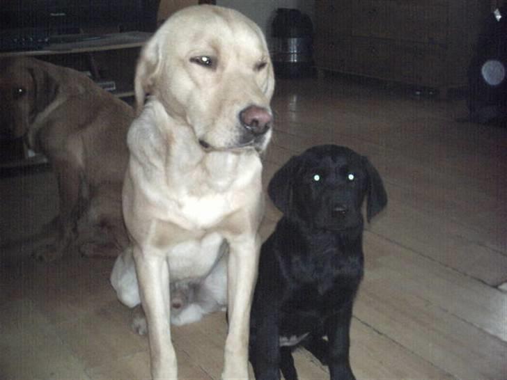 Labrador retriever Kia TimberRoad a Doghouse - se mig og min kammerat billede 6
