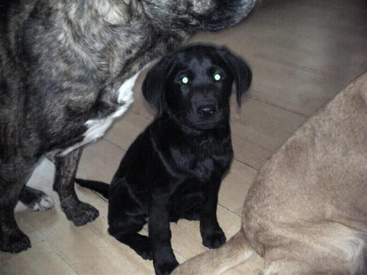 Labrador retriever Kia TimberRoad a Doghouse billede 7