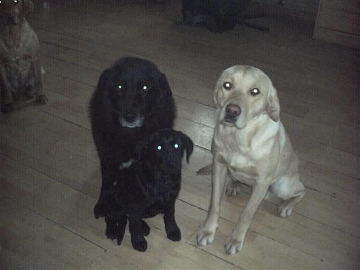 Labrador retriever muffi / spoti wallstreet - Muffi .Lyster og lille Kia  billede 10