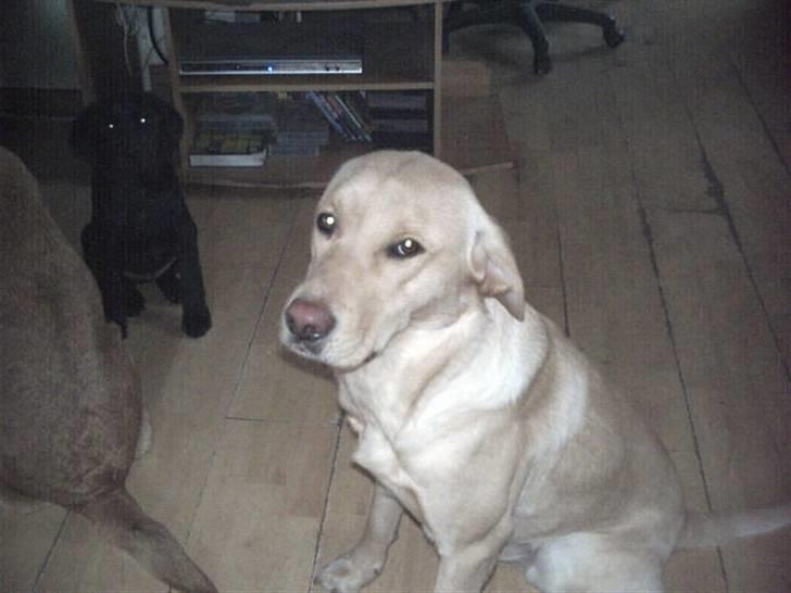 Labrador retriever muffi / spoti wallstreet - sidder jeg flot nok nu billede 11