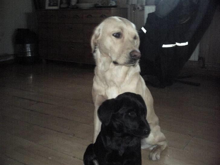 Labrador retriever muffi / spoti wallstreet - Mig og min lille kone. billede 12