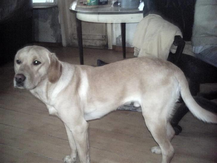 Labrador retriever muffi / spoti wallstreet - hvem kan stå for mig billede 13