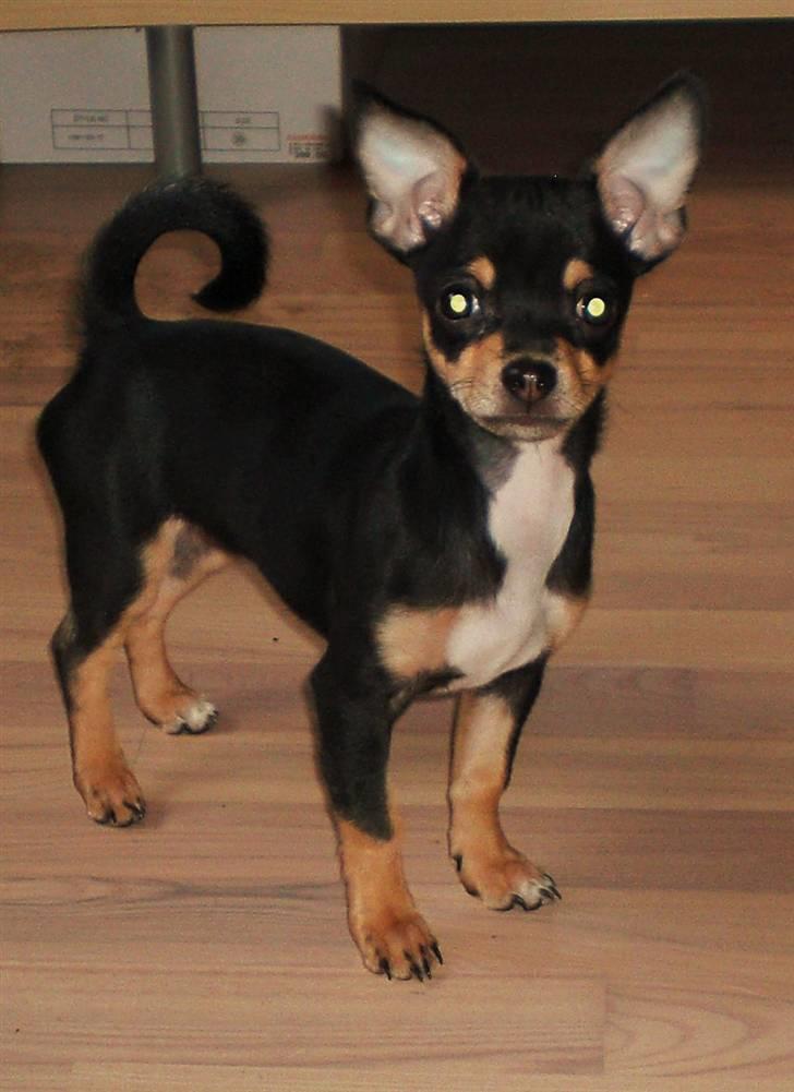 Chihuahua Fifi *RIP*  - Velkommen..... billede 1