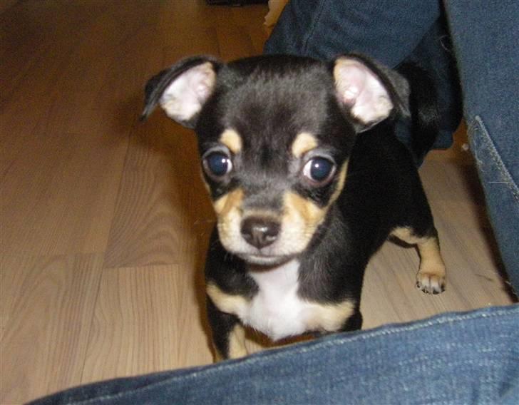 Chihuahua Fifi *RIP*  - Søde lille mig 8 uger gammel.... Mine øre har ikke rejst sig helt op endnu :-) billede 2
