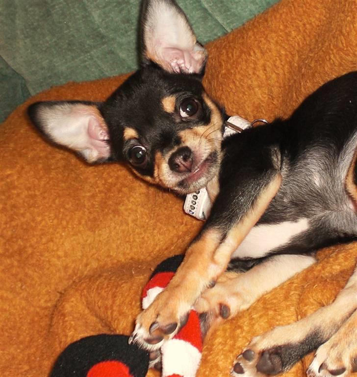 Chihuahua Fifi *RIP*  - Det er så hyggeligt i sofaen.. billede 3