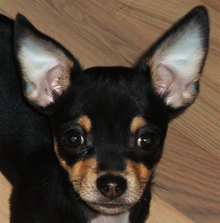 Chihuahua Fifi *RIP*  - Zoom hovede billede..  billede 4