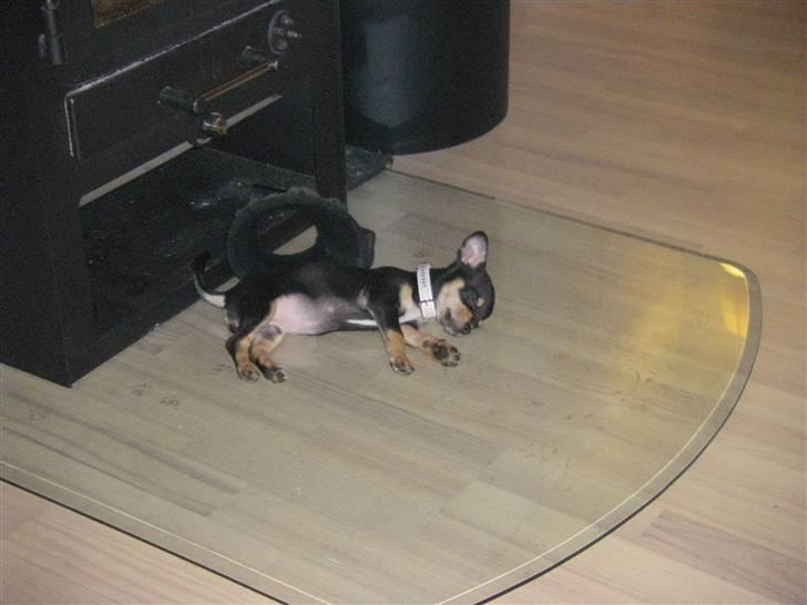 Chihuahua Fifi *RIP*  - Der er ikke noget bedere end at ligge foran brændeovnen med en dejlig stor og mæt mave! :o) billede 5