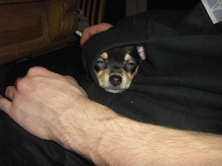 Chihuahua Fifi *RIP*  - At putte i far´mands hættetrøje lomme er bare dejligt!! ..  billede 6