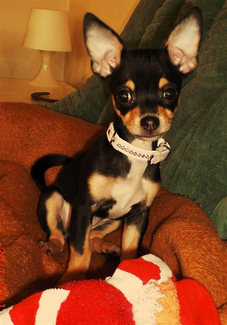 Chihuahua Fifi *RIP*  billede 7