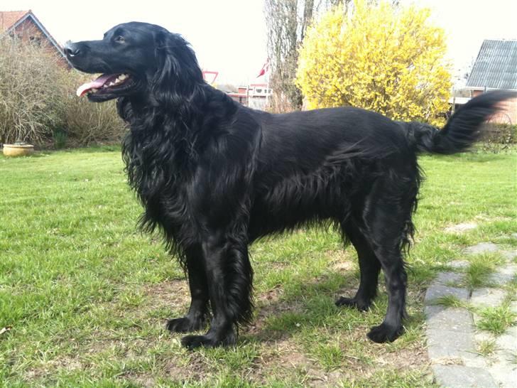 Blanding af racer Basse - Basse sommeren 2010 billede 11