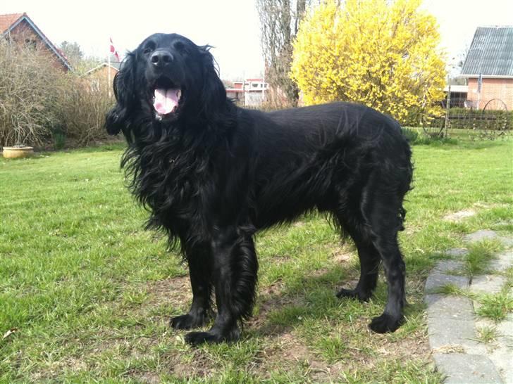 Blanding af racer Basse - Basse sommeren 2010 billede 12