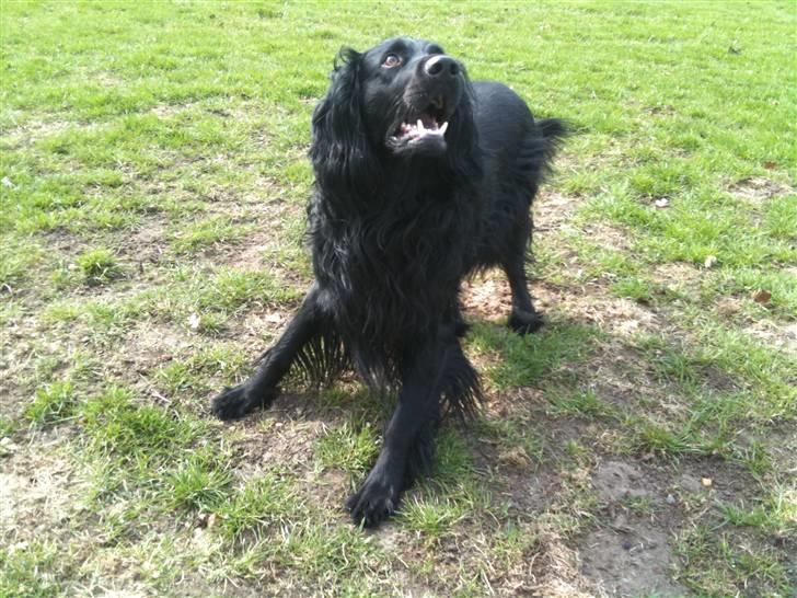 Blanding af racer Basse - Basse sommeren 2010 billede 13