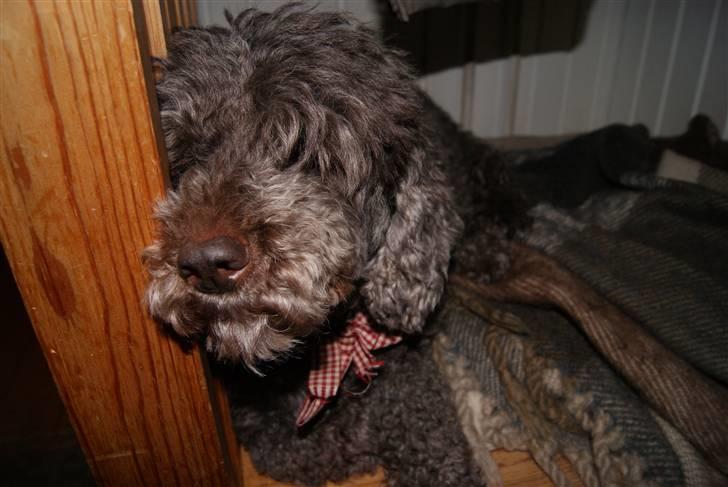 Mellempuddel Mille billede 15