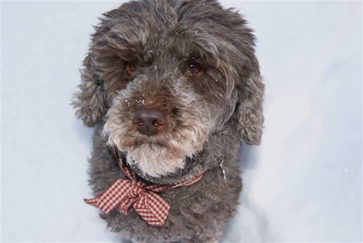 Mellempuddel Mille billede 16