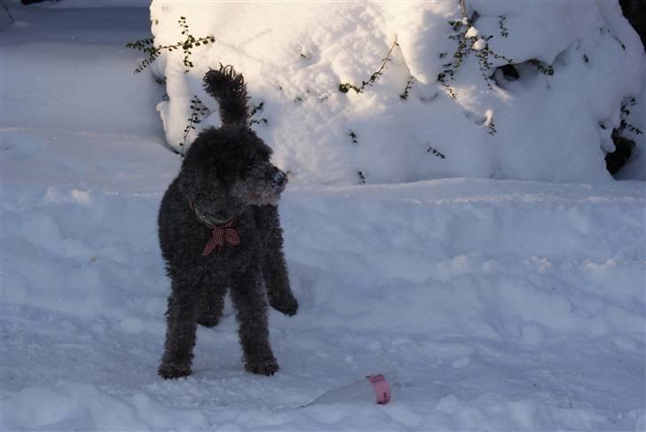 Mellempuddel Mille billede 17