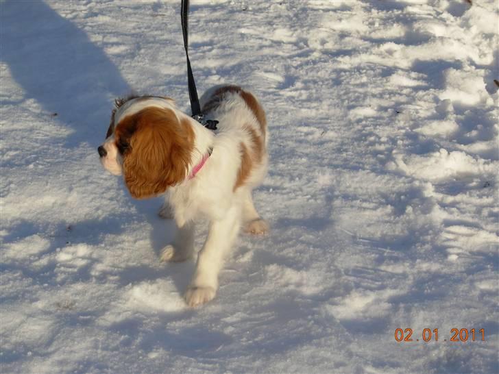 Cavalier king charles spaniel Noma billede 1