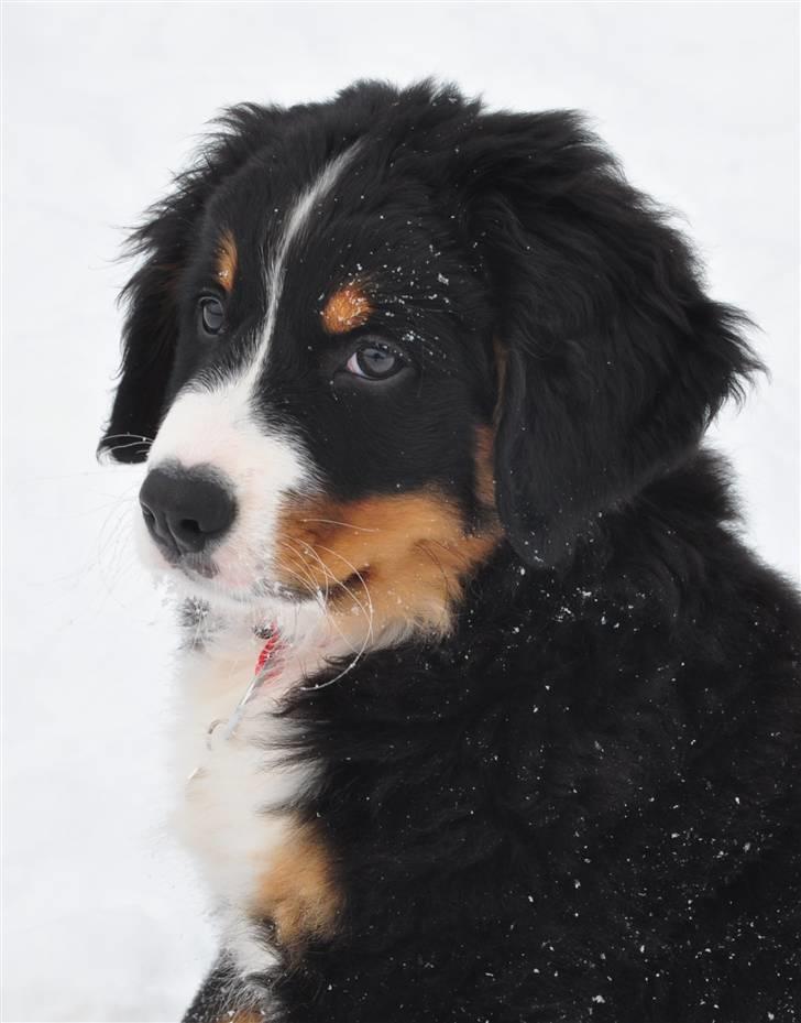 Berner sennenhund Shiba (Lotus' Sofie) - Smukke pige billede 5