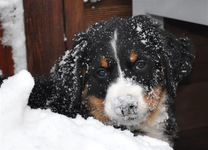 Berner sennenhund Shiba (Lotus' Sofie) - Ude i den store (h)vide verden. billede 15