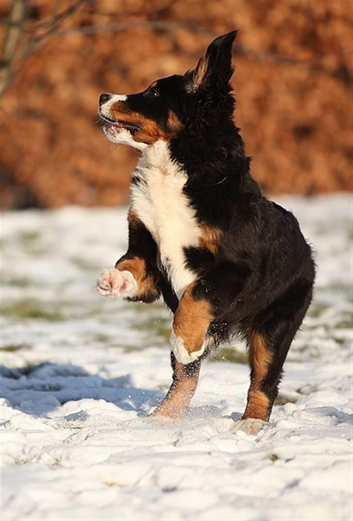 Berner sennenhund Shiba (Lotus' Sofie) - Dejlige pige billede 12