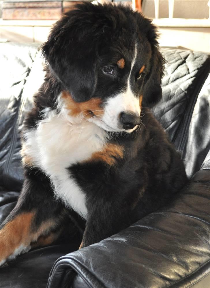 Berner sennenhund Shiba (Lotus' Sofie) - MIN sofa, siger damen til Balou..... billede 14