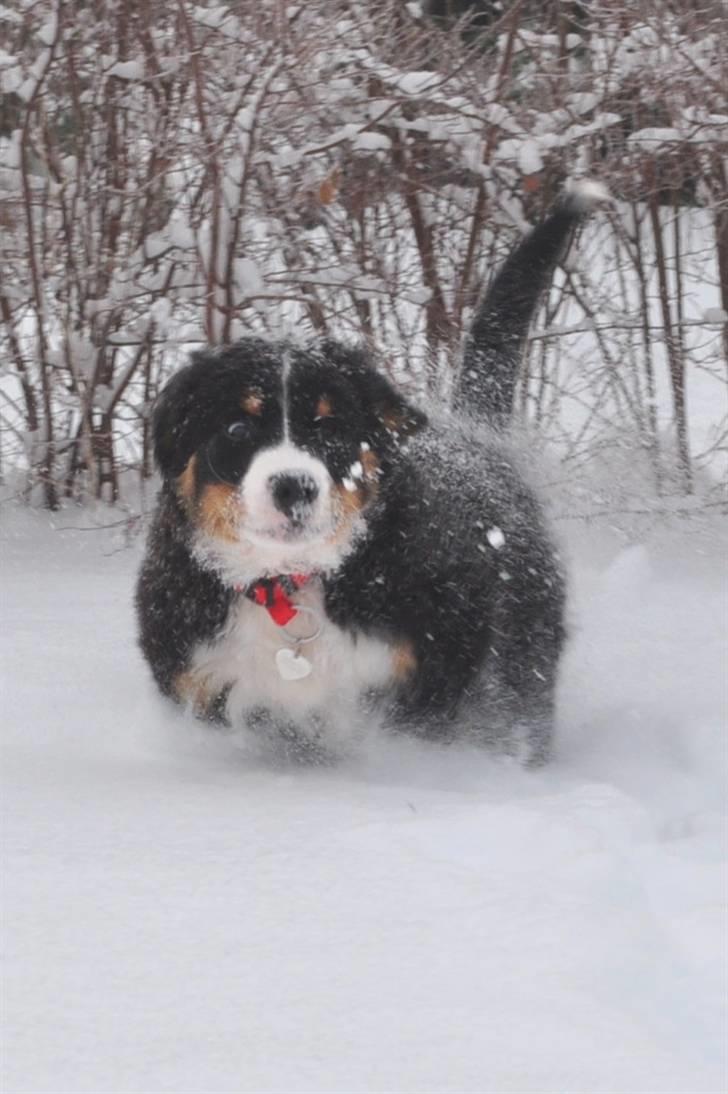 Berner sennenhund Shiba (Lotus' Sofie) - Turbotøsen..... billede 17