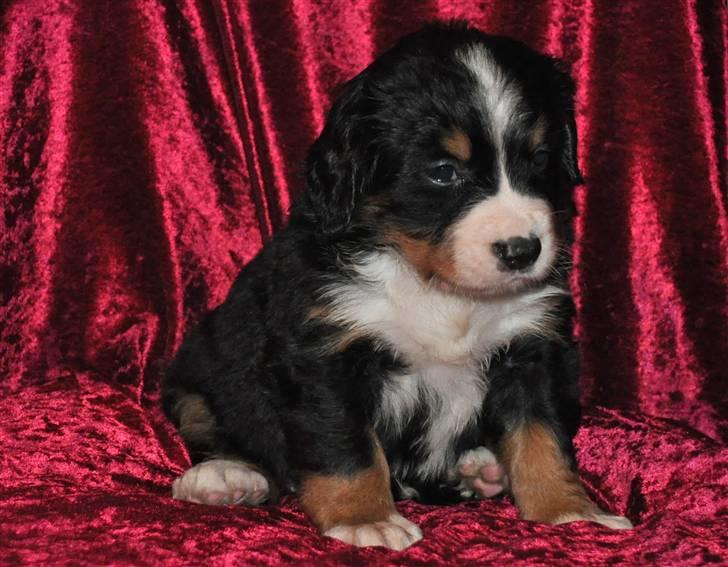 Berner sennenhund Shiba (Lotus' Sofie) - 4 uger gammel og allerede bedårende. billede 21