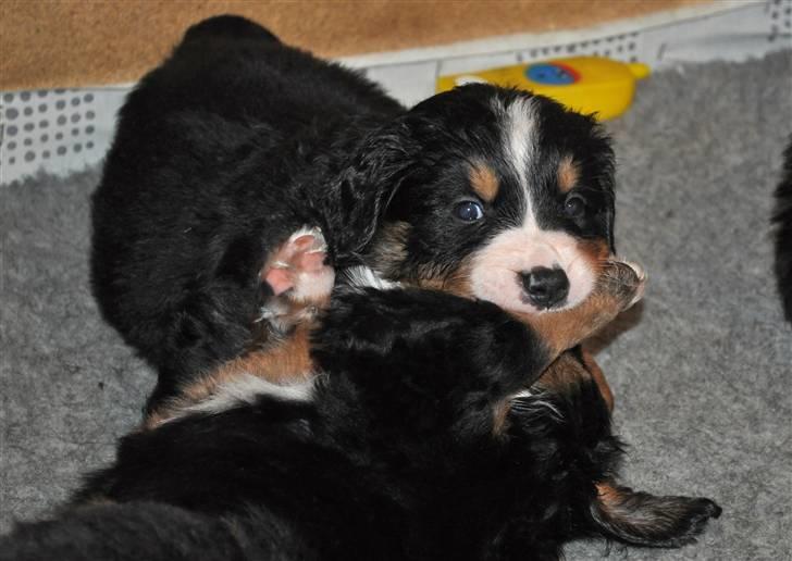 Berner sennenhund Shiba (Lotus' Sofie) - Du får bank brormand, bøllebank!!! billede 19