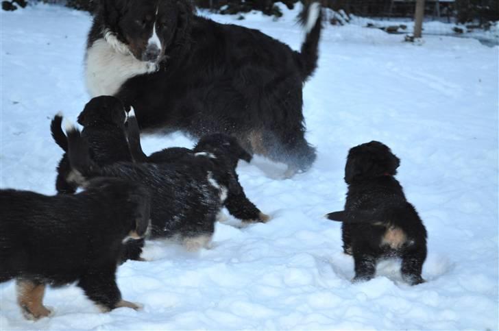 Berner sennenhund Shiba (Lotus' Sofie) - Så går den vilde jagt på onkel Balou (Shiba længst til højre) billede 18