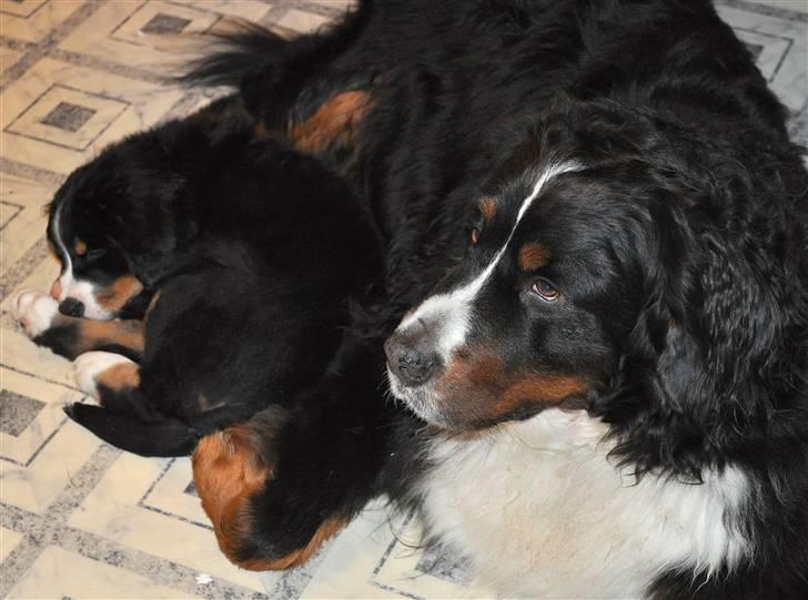 Berner sennenhund Shiba (Lotus' Sofie) - Man sover så dejligt trygt hos onkel Balou. billede 16