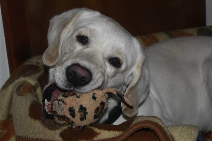 Golden retriever /Labrador Basse * DU ER SAVNET * - Vores skønne dreng :) 30/12-10 billede 19