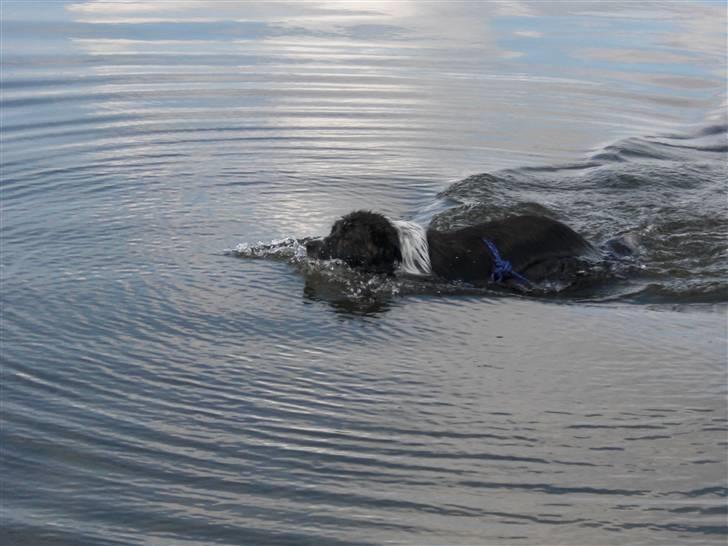 Blanding af racer Luka billede 7