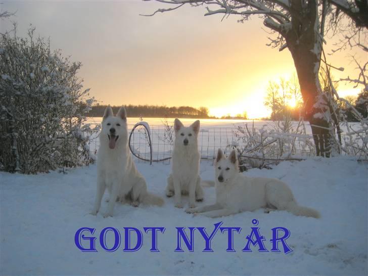 Hvid Schweizisk Hyrdehund Mimmie - Godt Nytår billede 6