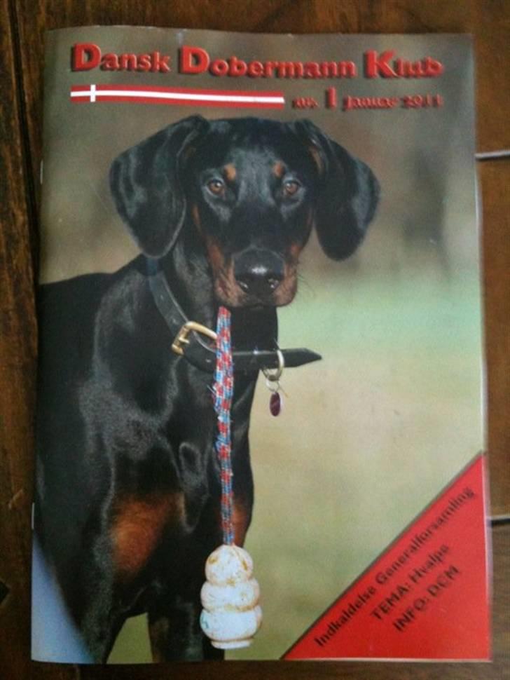 Dobermann Be-Barong Cadence -Holley RIP billede 17