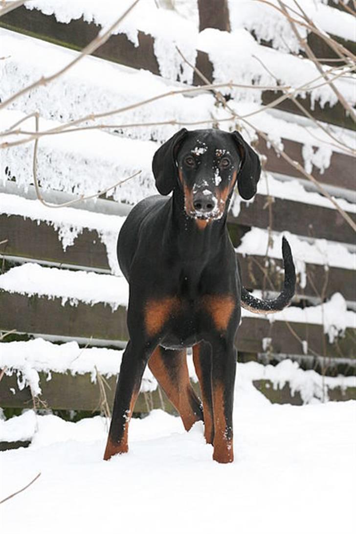 Dobermann Be-Barong Cadence -Holley RIP billede 18