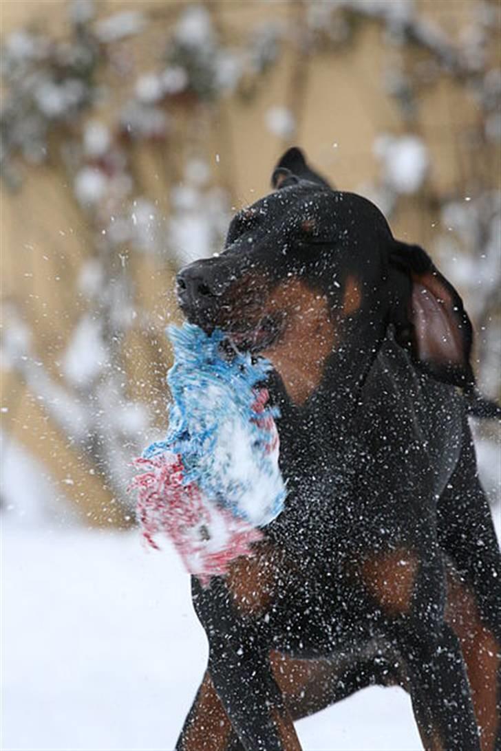 Dobermann Be-Barong Cadence -Holley RIP billede 19