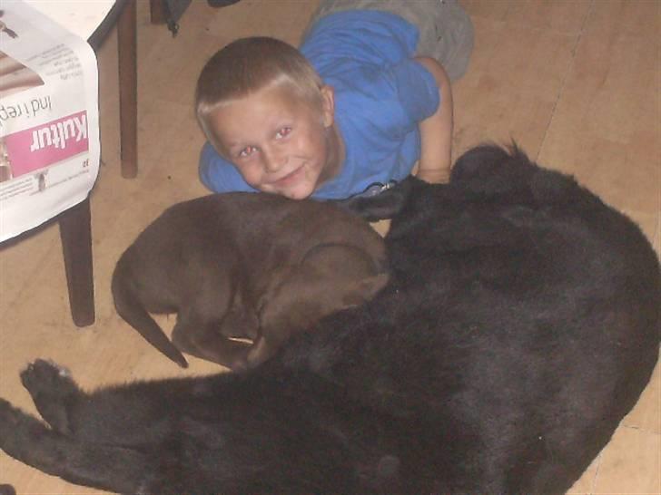 Blanding af racer lyster billede 3