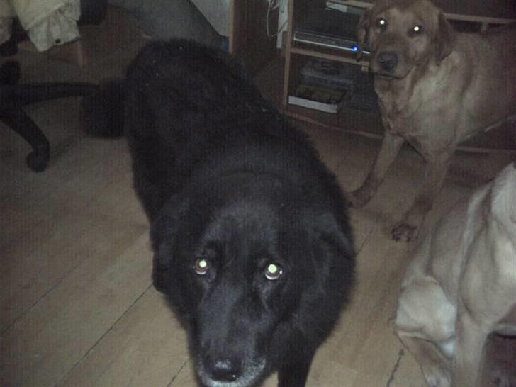 Blanding af racer lyster billede 4