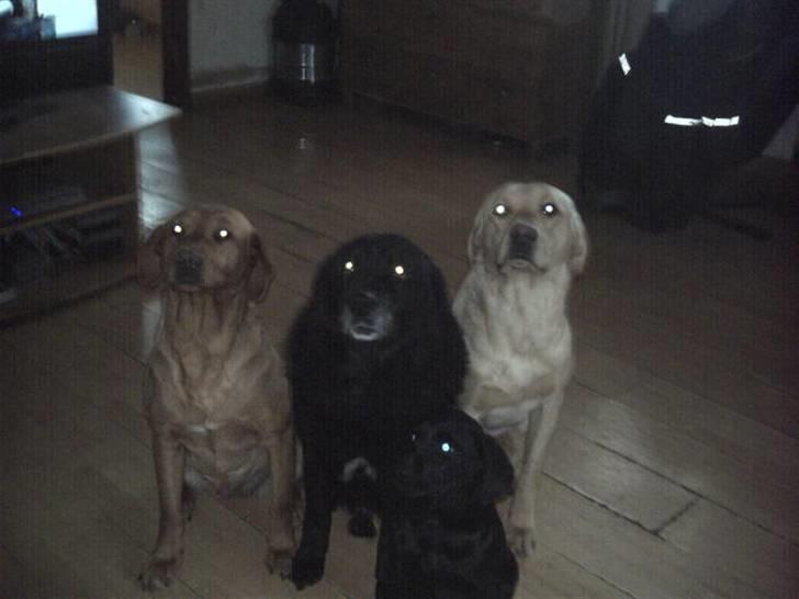 Blanding af racer lyster billede 5