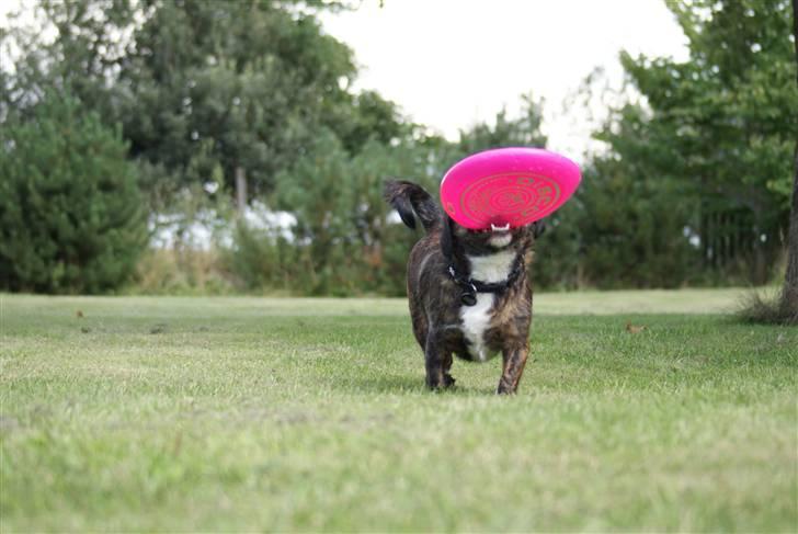 Blanding af racer Dalton billede 15