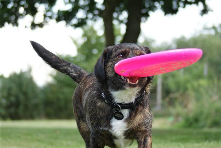 Blanding af racer Dalton billede 16