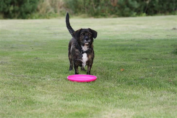 Blanding af racer Dalton billede 17